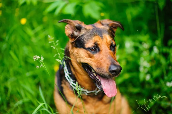 Portret Van Een Prachtige Hond Groene Onscherpe Achtergrond — Stockfoto