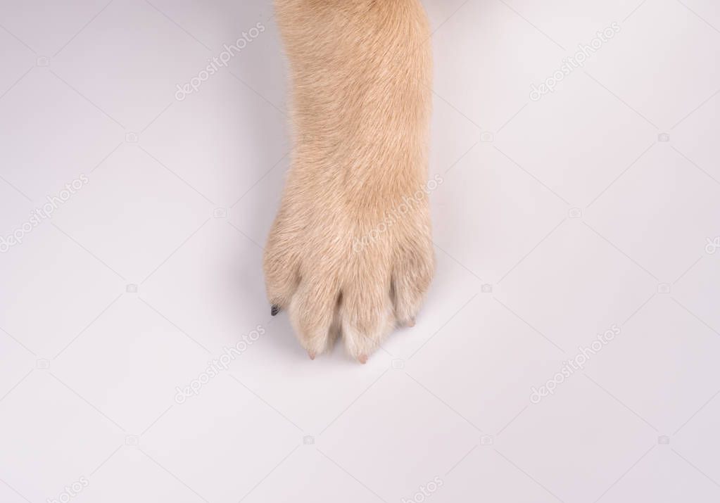 studio portrait of the dog on a white background