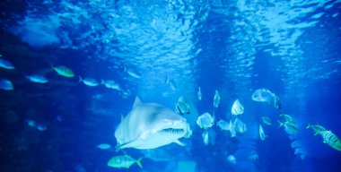 Büyük beyaz köpekbalığı büyük mavi