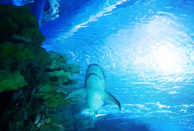 Büyük beyaz köpekbalığı büyük mavi