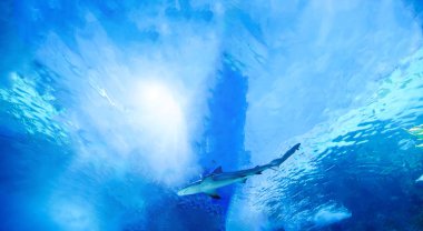 Büyük beyaz köpekbalığı büyük mavi
