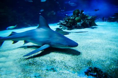 Büyük beyaz köpekbalığı büyük mavi