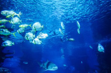 Büyük beyaz köpekbalığı büyük mavi