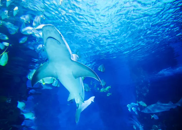 El gran tiburón blanco en el gran azul — Foto de Stock