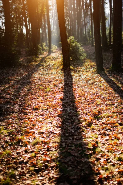 Forêt d'automne ensoleillée en montagne — Photo