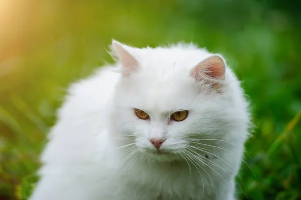 Branco gato shorthair no campo com dentes-de-leão — Fotografia de Stock