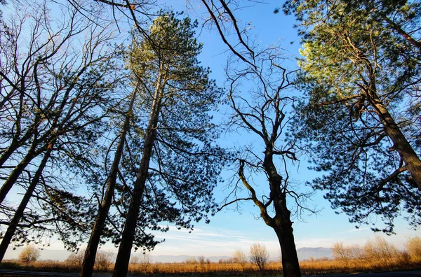 Sonniger Herbstwald in den Bergen — Stockfoto