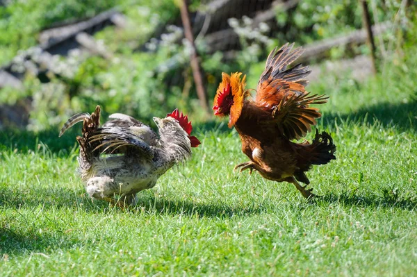 Two cocks fighting — Stock Photo, Image
