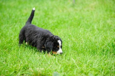 yeşil çimenlerin üzerinde çalışan küçük mutlu köpek yavrusu