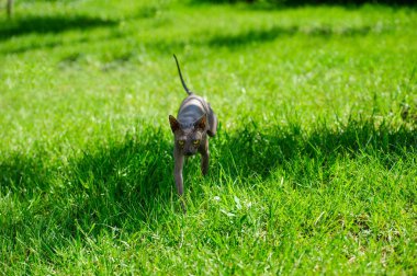 Sphynx kedi yeşil çimenlerin üzerinde