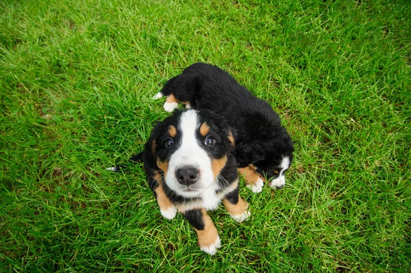 Pequeños cachorros divertidos en una hierba verde —  Fotos de Stock