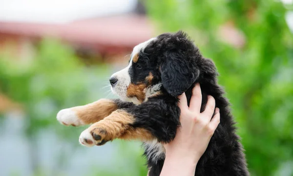 Manos sosteniendo cachorro pequeño sobre un fondo borroso — Foto de Stock