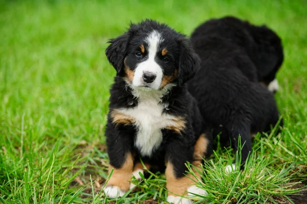 Pequeños cachorros felices en una hierba verde — Foto de Stock