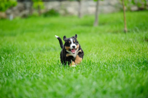 Pequeno cachorro feliz correndo em uma grama verde — Fotografia de Stock