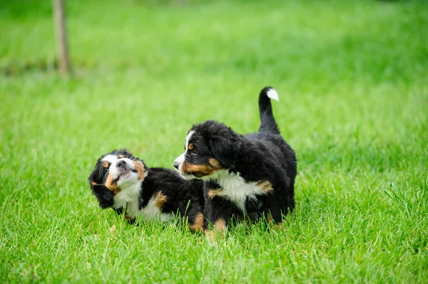 Pequeños cachorros felices jugando en una hierba verde — Foto de Stock