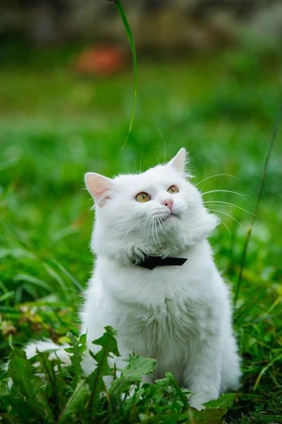 Kat op het groene gras Stockfoto
