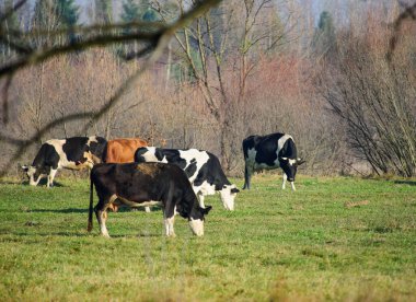 Yeşil mera üzerinde inek
