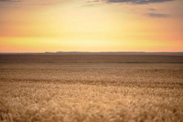 Farbenfroher Sonnenuntergang Über Dem Weizenfeld — Stockfoto