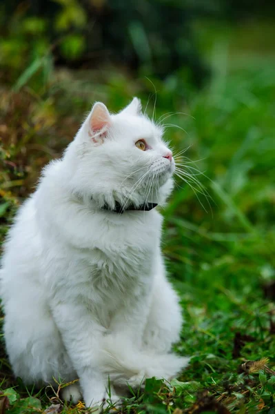 Кіт Зеленій Траві — стокове фото