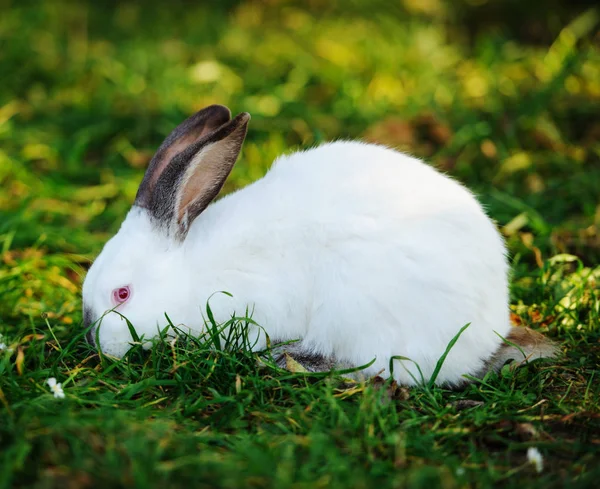 Conejo Blanco Sobre Una Hierba Verde — Foto de Stock