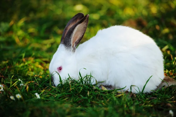 Conejo Blanco Sobre Una Hierba Verde — Foto de Stock