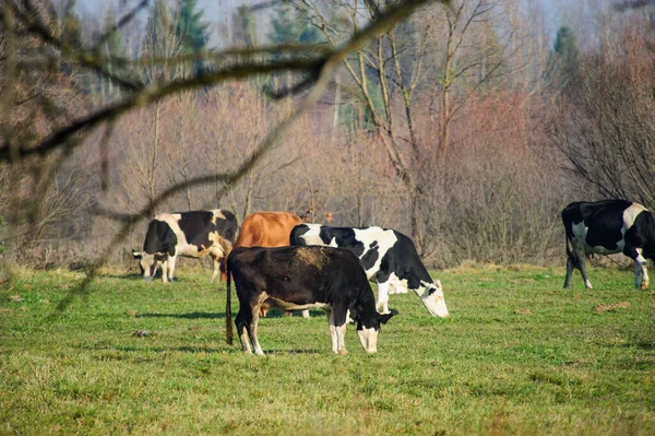 Kráva Zelené Pastviny — Stock fotografie