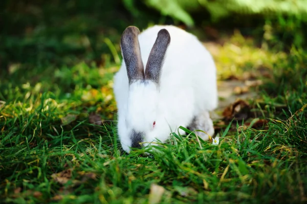 Bílý Králík Zelené Trávě — Stock fotografie