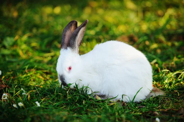 Белый Кролик Зеленой Траве — стоковое фото