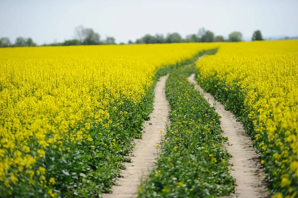 田舎道と黄色の野 — ストック写真