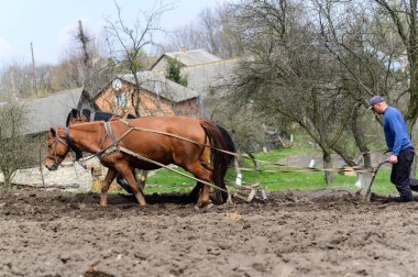 Atlarla tarlayı süren adam.