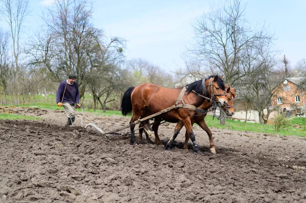Man Plöjning Fältet Med Hästar — Stockfoto