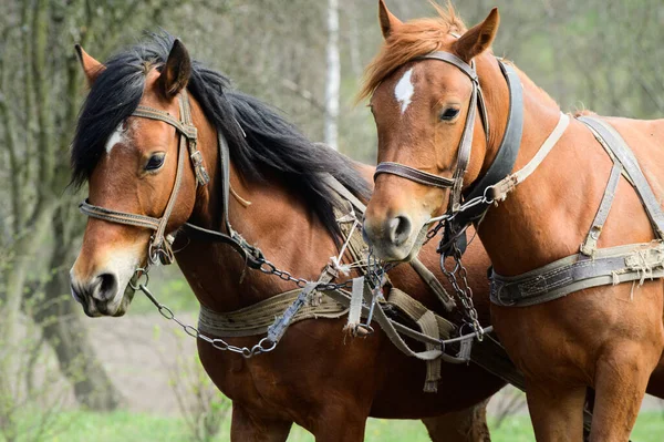 Dışarıda Koşumlu Atlar Arka Planda Kırsal Alan — Stok fotoğraf