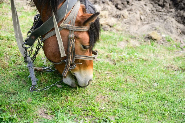 Cavalos Pastando Grama Verde Fechar Imagem — Fotografia de Stock