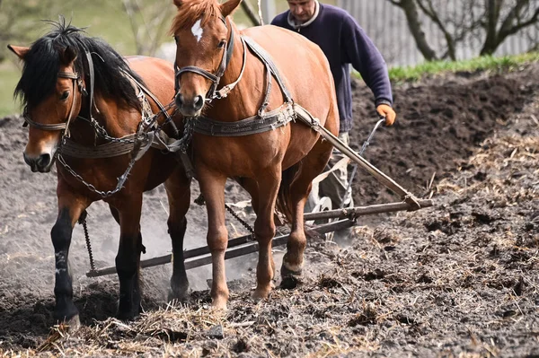 Man Ploegt Het Veld Met Paarden Stockfoto