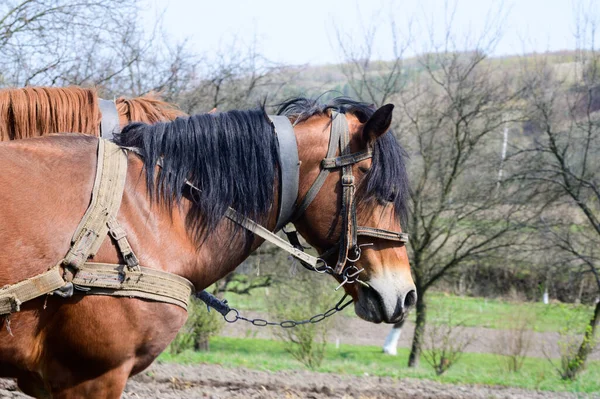 Caballos Arneses Aire Libre Paisaje Rural Segundo Plano — Foto de Stock