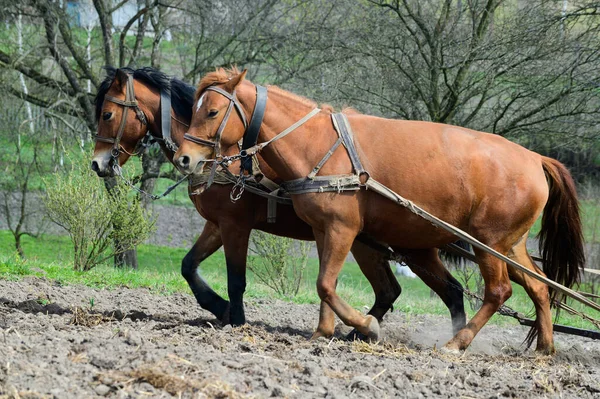 Horses Ploughing Field Rural Agricultural Works — Stock Photo, Image