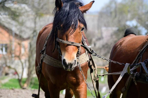 Cavalos Arnessed Livre Paisagem Rural Fundo — Fotografia de Stock