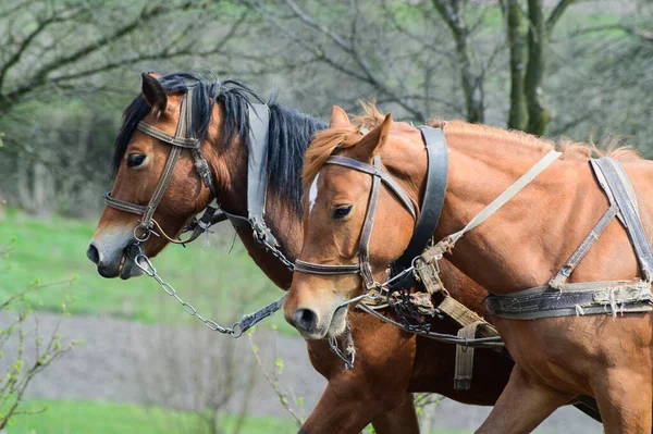 Caballos Arneses Aire Libre Paisaje Rural Segundo Plano — Foto de Stock