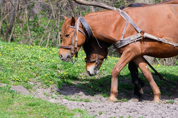 Konie Wózkiem Zielonej Trawie Krajobraz Wiejski — Zdjęcie stockowe