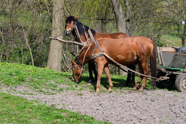Konie Wózkiem Zielonej Trawie Krajobraz Wiejski — Zdjęcie stockowe