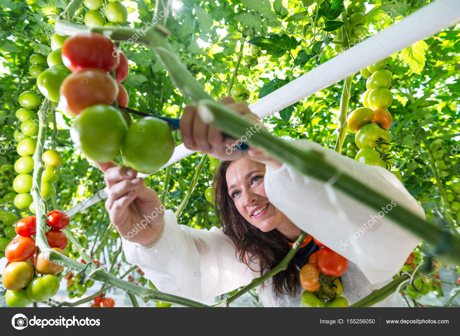 Worker picking up tomatoes Stock Photo by ©Corepics 155256050