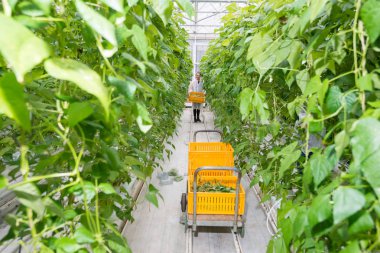 Araştırmacı taşıyan sandık