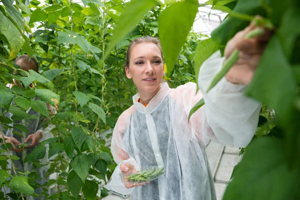 Forskare plocka färska gröna bönor — Stockfoto