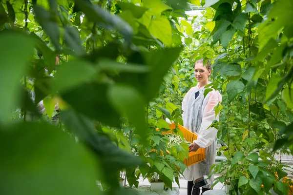 Kvinnliga arbetare i växthus — Stockfoto