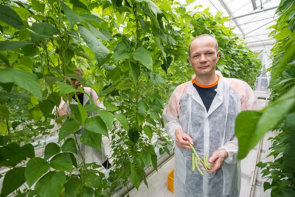 Onderzoeker bedrijf groene bonen — Stockfoto