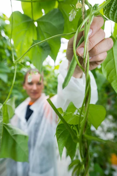 Researcher picking French beans — Stock Photo, Image