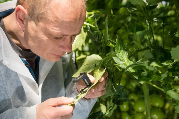 Pesquisador examinando folha de planta de tomate — Fotografia de Stock