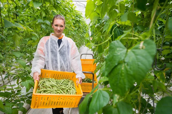 Arbeiter tragen Kiste mit Ernte — Stockfoto