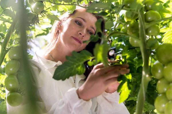 Botânico que inspeciona plantas de tomate — Fotografia de Stock