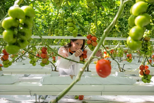 Работник собирает помидоры — стоковое фото